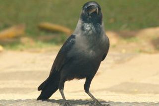 Corvus splendens - Glanzkrähe (Hauskrähe)